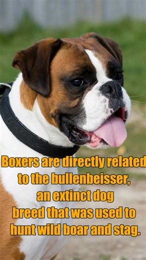 1.3K views | Top 10 Facts About Boxer Dog| Boxer Dog Video| Interesting Facts About Guard Dogs #Shorts | Amazing Interesting Facts | Facebook