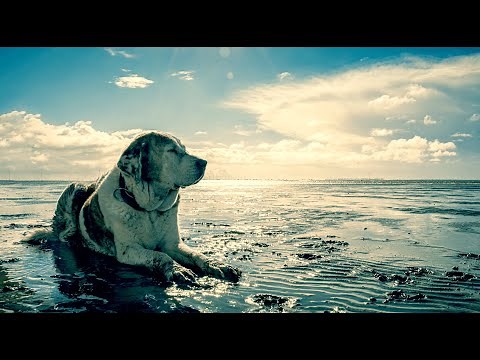 Hunde Entspannung ohne Werbung