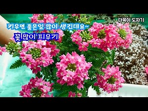 #공기정화식물 #버베나분갈이 #버베나키우기 #꽃많이피우기 #흙배합