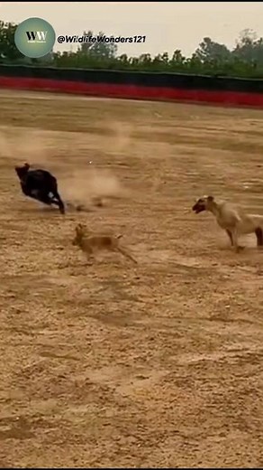 Epic Rabbit vs Dogs Battle – The Final Showdown