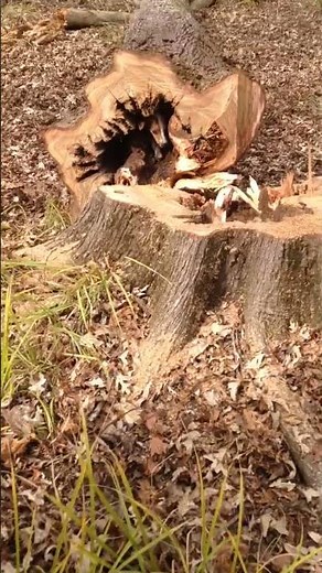 Tree Sawed Down After Dog Gets Stuck Inside || ViralHog