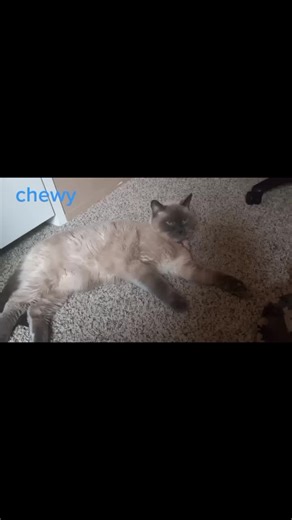 my cat chewy