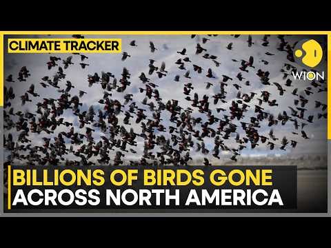 Study Warns Of Accelerating Bird Loss Across North America | WION