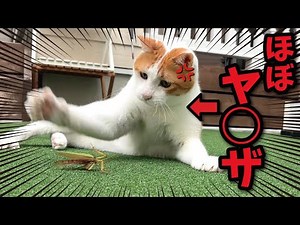 A seriously crazy cat!!!! [Cat speaking in Kansai dialect] [Cat voice-over]