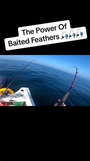 Catching Ling Fish with Baited Feathers