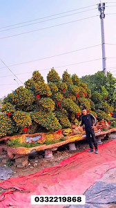 Quất cảnh VIP 2026 Lh e Ngọc 0332219868 #xuhuongfb #ngochoahong #tet #xuhuong #cayquyt | Ngọc Hoa Hồng