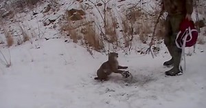 Two Men Try To Rescue Angry Bobcat Caught In Bear Trap - Wait For Its Reaction When Sensing Freedom