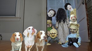 Watch What Happens When These Funny Dogs are Visited by a Group of Misbehaving Little Zombies! | Maymo the Dog