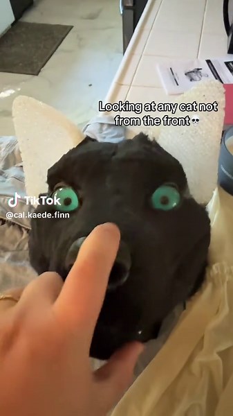 The Journey of a Cat