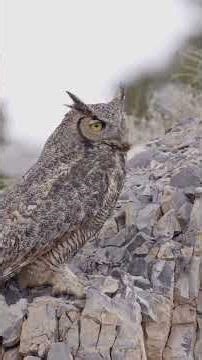 The Secret Life of the Horned Owl Revealed