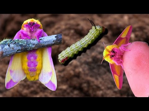 Rosy Maple Moth (Dryocampa rubicunda) Life Cycle