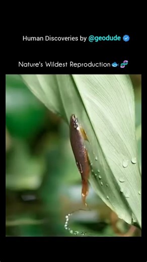 Geo Dude on Instagram: "The Splash tetra (Copella arnoldi) is often called the “master of aerial egg-laying” — and for good reason. It has one of the most unique breeding behaviors among fish. Here’s why: 🐟 Species: Splash tetra (Copella arnoldi) 🌍 Habitat: Shallow streams and river edges in the Amazon Basin, South America 🪶 Unique trait: Lays eggs above the water surface 🧬 How the Splash Tetra Lays Its Eggs 1. Courtship: The male jumps out of the water to attract a female and chooses a leaf