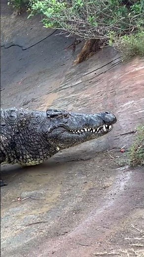 Massive Nile Crocodile takes a Walk!