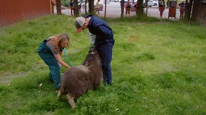 While Michelle gets a fecal sample from a baby muskox, the gang discusses what poop reeks the worst. | National Geographic Animals