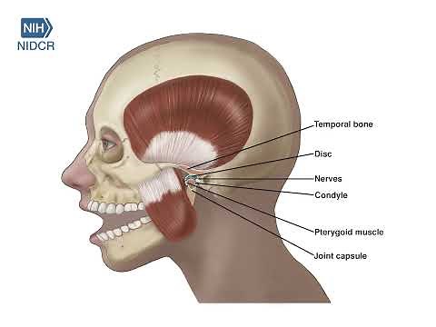 Normal TMJ in Motion
