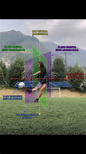 Anatomía planos y ejes