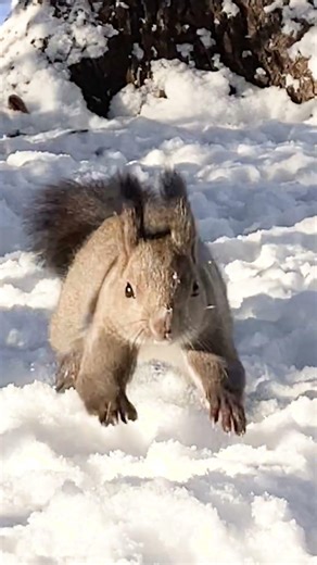 I can't let the birds steal my walnuts!