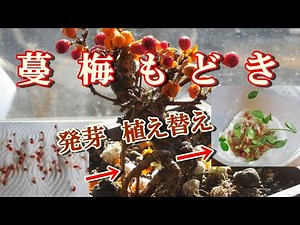 【蔓梅もどき】種を早く発芽させる方法 休眠打破のツルウメモドキの種が発芽植え付けまで