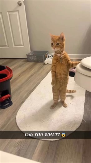 Kitiboo on Instagram: "follow for more cat videos 😻💫 If this made you smile, don’t keep it to yourself 😺✨ 👉 Follow @kitibooo for daily pet fun & fluffy vibes! 🐾 📩 Share with someone who’s obsessed with cats 🐱💕 ❤️ Double tap if this little furball stole your heart! 😽 📬 DM for credit or removal. . . . . #weirdcat #catmoments #funnycatvideo #catfails #toothbrushcat #catbehavior #dailycatdose #catsoftiktok #catloverlife #catsofinstagram #cutecatvideos #petsoftiktok #petreels #meowtime #kit