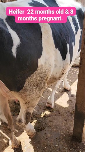 4.3K views · 46 reactions | Heifer: 22 months old & 8 months pregnant. | Dairy networks | Facebook