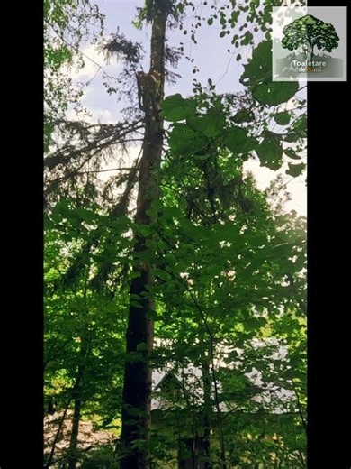 Pregătirea și curățarea unui brad înalt pentru tăiere | Alpinism utilitar profesionist