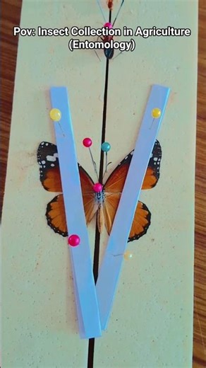 Agriculture I Insect Collection in Entomology Lab ... I Entomology I