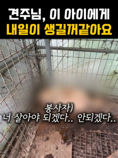 전 영상에 이어 새봄이의 후속 이야기인데요 응급처치를 마친 새봄이는 수액과 혈액검사를 진행했고, 심장사상충 외에는 모두 음성 판정을 받아 한시름 놓을 수 있었습니다. 하지만 가장 큰 문제는 새봄이가 지낼 곳이 없다는 것이었습니다. 당시 여러 구조단체와 보호단체, 개인 임시보호자, 보호소까지 수많은 곳에 도움을 요청했지만 대부분 포화 상태이거나 인력이 부족하여 케어가 어렵다는 답변을 받았습니다. 마지막이라는 마음으로 전국 마당개 소통방에 도움을 요청했고, 도그스토리 레스큐를 소개받게 되었습니다. 그곳 역시 포화 상태였지만, 새봄이의 사정을 들으시고 흔쾌히 손을 내밀어 주셨습니다. 새로운 삶을 시작하자는 마음으로 아이의 이름은 새봄이라고 지었는데요 앞으로 아프지 않고 매년 새로운 봄을 맞이하길 바라는 마음으로 새로 만들어주었습니다 그렇게 보호단체로 이동하기 전에는 축복애견살롱 원장님께서 쇠사슬 목줄의 복실이를 돌봐주시는 와중에도 새봄이의 목욕과 위생관리까지 정성껏 도와주셨습니다. 진심으