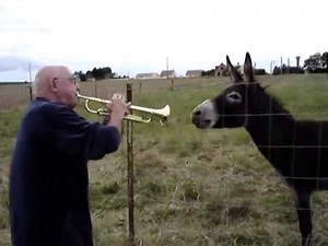 Donkey singing to the trumpet