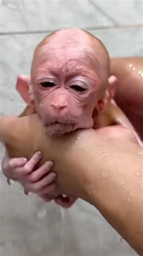Baby Monkey Lala Ne Liya Cute Bath! 🛁🐵 Nahate Hue Sabka Dil Jeet Liya ❤️