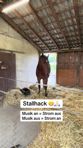 Stallhack: Musik an = Strom aus — Pferde im Offenstall richtig managen