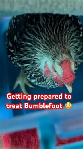 #Video_Details #On_Bumble_Foot #𝙑𝙀𝙏𝙀𝘿𝙐𝘾𝘼𝙏𝙄𝙊𝙉 #HealthyFlock #𝘼𝙃𝙎 @topfans | Animal Health Services - AHS.