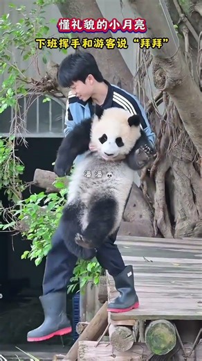 懂禮貌的小月亮，下班揮手和遊客說「拜拜」 #大熊貓小月亮#大熊貓#來這吸熊貓