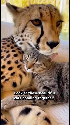 These furry friends show us what true companionship looks like!😍🥰