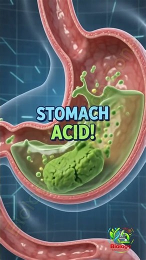 Swallowing & Digestion Made Easy How | Food Travels Through Your Body