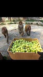 feeding grapes 🍇 #grapes #feedinganimal @feeding_animal | Random Monkey