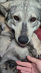 Only a Mother Wolf Can Do This! 🐺❤️#wolf #greywolf #wolfpack #wolfdog #shorts