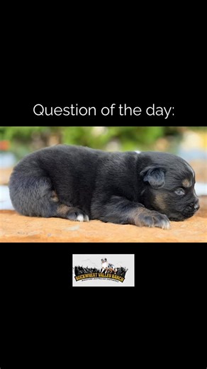 Answer: Yes—Australian Shepherds do change color as they grow, but not in a magical Pokémon-evolution way. It’s more like a slow reveal of what was already written into the code. Here’s how it usually works: Puppies are often born darker or muddier. As they mature, the coat lightens, sharpens, or redistributes. Merle patterns become more defined. Reds may soften into coppery tones. Blues often lighten into silvery gray with clearer black patches. The biggest shifts happen in the first 6–18 month