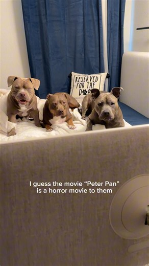 They think Peter Pan 🧚🏼 is a horror movie 😂