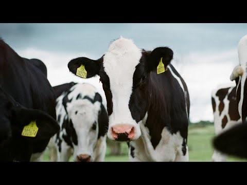 National school lunch program expands milk options with new law