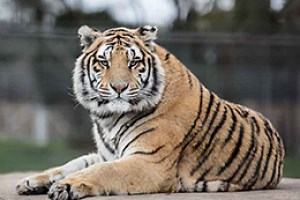 Vredenheim Animal Farm & Big Cats Park / Stellenbosch - Cape Town with Kids