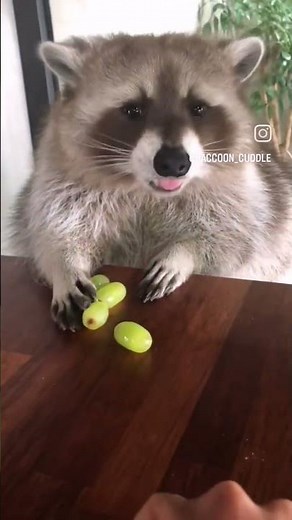 Mapache comiendo uvas #racoons #animals #viralshorts #cute #mapache #pedro