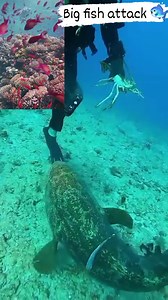 Gustong agawin ng malaking isda ang nakuha nyang lobster #lobster #attack @highlight | Danny Mendoza