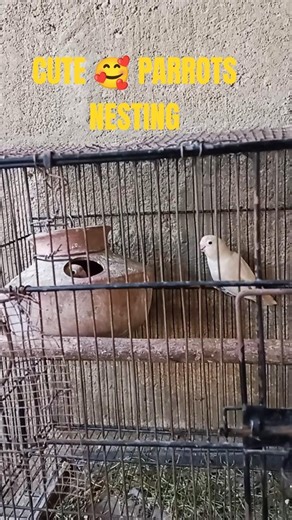 CUTE PARRITS BESTING #SHORTS #PARRIT #viral #birds #animal #PARROTS #cute