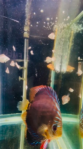 Almost 3 week old discus fry’s showing colors. | Island Aquatics