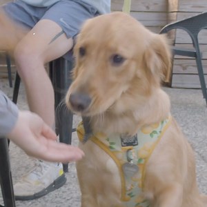 Experience the flavors of York County, South Carolina! With over a dozen craft breweries waiting to be explored, let the YoCo Brew Trail be your ultimate guide! Grab your FREE passport at any participating brewery and start your adventure today. Supported by @discover_sc | Visit York County, SC