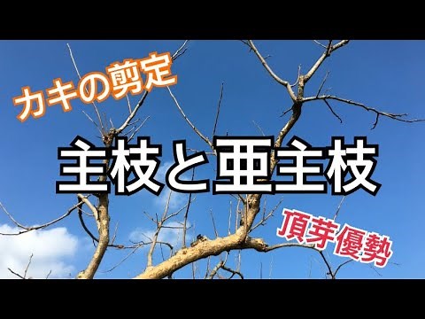柿の木の剪定#2 pruning persimmon trees