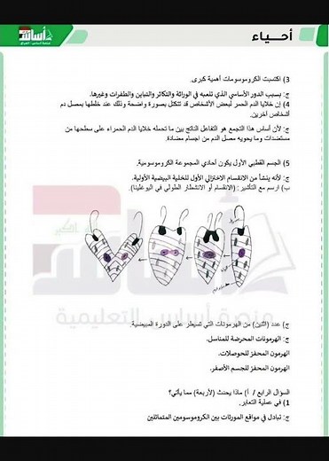 الأسئلة والاجوبة النموذجية للامتحان الوزاري 2026 الدور الأول أحياء السادس العلمي 2026 الدور الأول