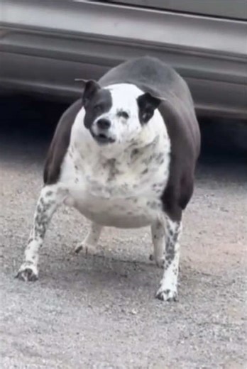 This is the fattest dog I've ever seen😂#dog #dogsoftiktok #fatdog #funny #usa🇺🇸