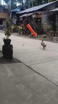 Side-Splitting Moments Of Birds Being Goofy #shorts
