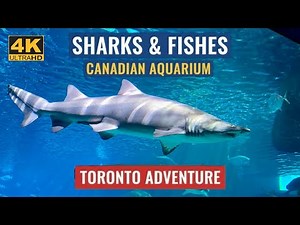 Ripley's Aquarium of Canada - FULL TOUR in 4K | Toronto's MUST-SEE Attraction! 🦈 | Toronto, Ontario